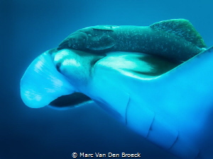 manta passenger by Marc Van Den Broeck 